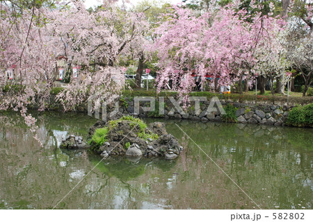三島大社の桜 582802