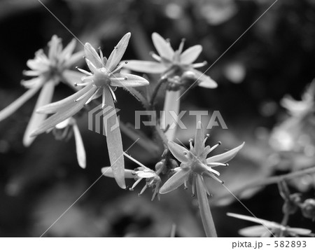 ダイモンジソウ　自由と節度 582893