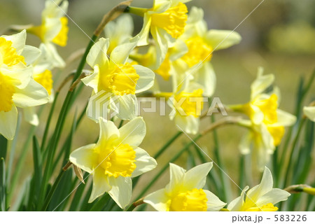 大杯水仙 大杯水仙 583226