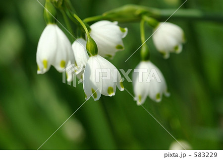 スノーフレーク 583229