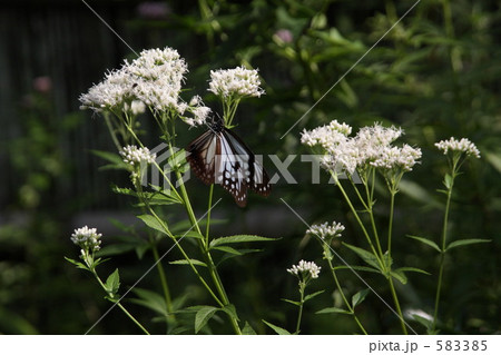 男郎花とアサギマダラ 583385