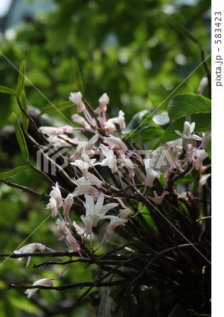 セッコクの花 583423