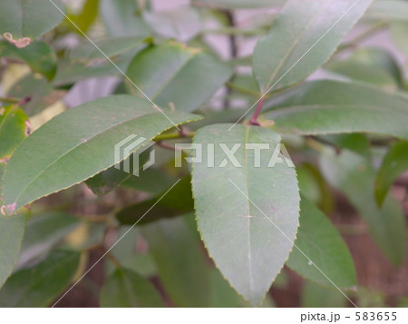 タラヨウ タラヨウ 583655