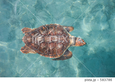 ウミガメ 583786