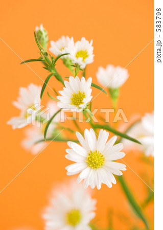 シロクジャクソウの花 583798