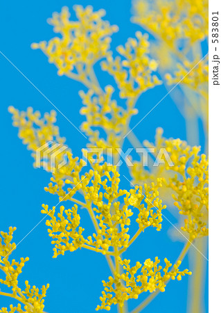 オミナエシ(女郎花) オミナエシ(女郎花) 583801