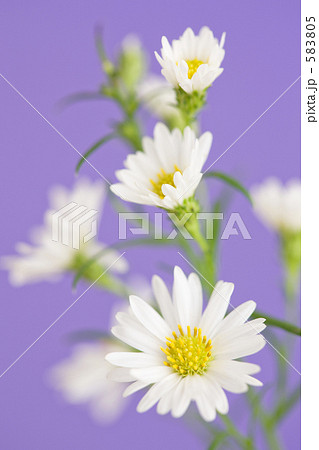 シロクジャク草の花 583805