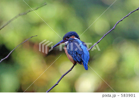 カワセミ 583901
