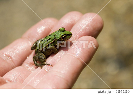 手に乗ったカエル 手に乗ったカエル 584130