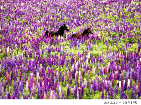 花野原を駆ける馬 花野原を駆ける馬 584140