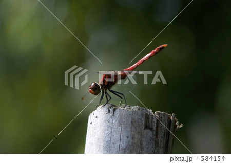 赤とんぼ 584154
