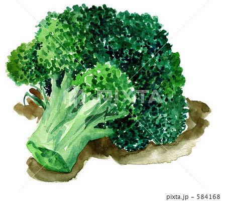 ブロッコリーのイラスト素材 [584168] - PIXTA