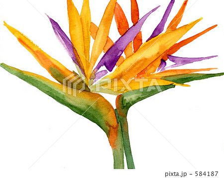 バードオブパラダイス 584187