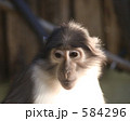 ロンドン動物園のお猿さん 584296