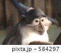 ロンドン動物園のお猿さん 584297