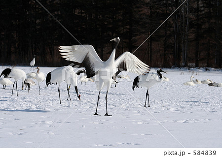 タンチョウ 584839