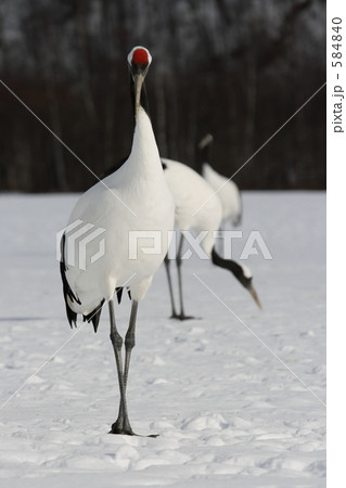 タンチョウ 584840