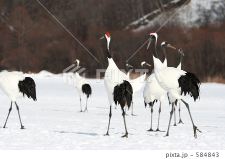タンチョウ 584843