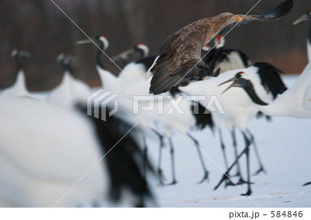 オジロワシとタンチョウ 584846