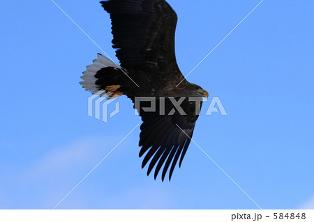 オジロワシ 584848