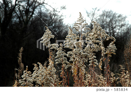 せいたかあわだちそう 585834