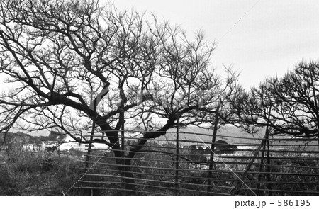 福井県・越前岬　昭和49年 586195