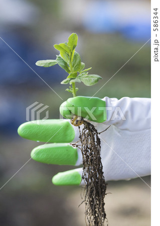 グリーンピースの定植 586344