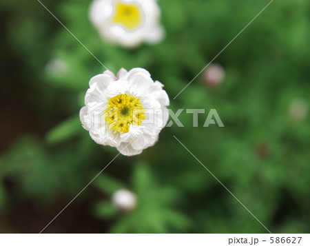 ハナカンザシ ハナカンザシ 586627