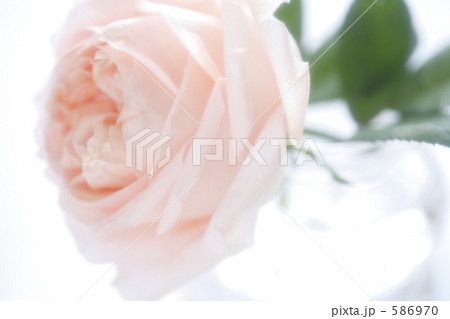 オールド・ローズ　Ⅱ 586970