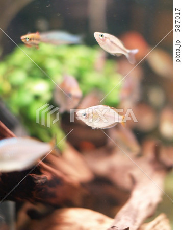ネオンドワーフ レインボーフィッシュ 熱帯魚の写真素材