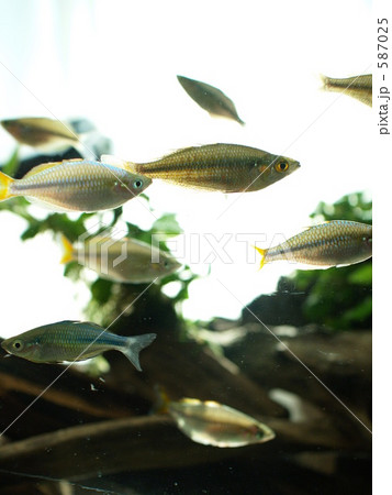 ネオンドワーフレインボー レインボーフィッシュ 熱帯魚の写真素材