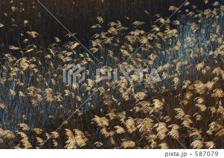 アシ原輝く 587079