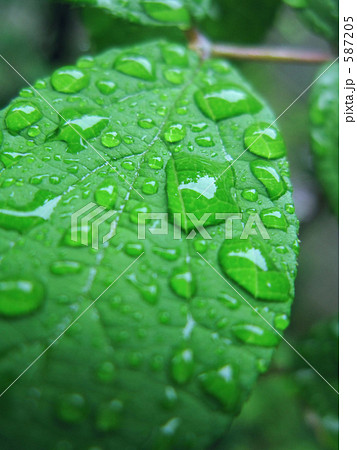 初夏、空木の葉に天の水 初夏、空木の葉に天の水 587205