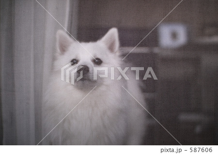 たそがれる 587606