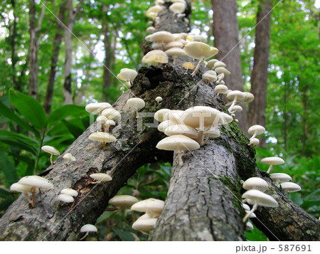 ぬめりつばたけ ぬめりつばたけ 587691