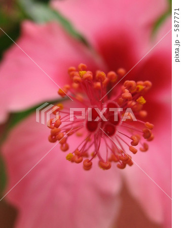 ピンクのハイビスカス ピンクのハイビスカス 587771