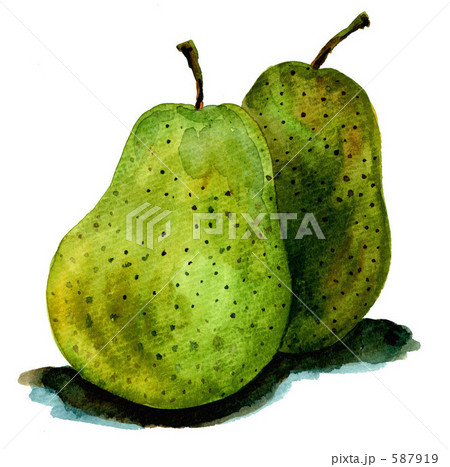 洋梨のイラスト素材