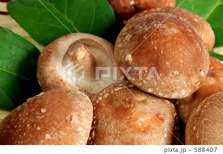 シイタケ シイタケ 588407