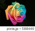 バラ 588440