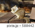 リス 588442