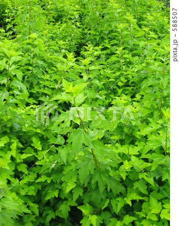 夏の桑畑 588507