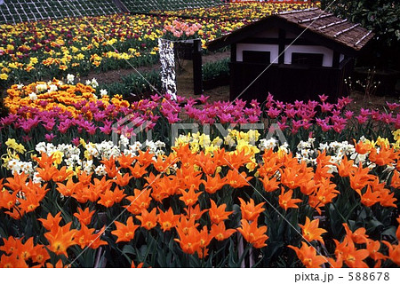 チュ－リップの園 588678