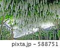 白藤のトンネル ２ 588751