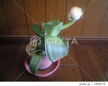 斜めに咲いたマユハケオモト 斜めに咲いたマユハケオモト 589076