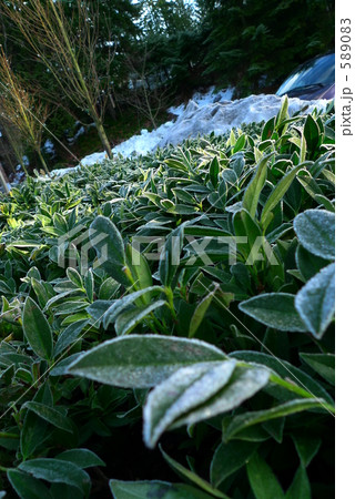 凍りついた葉 凍りついた葉 589083