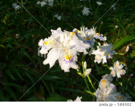 シャガアップ 589302