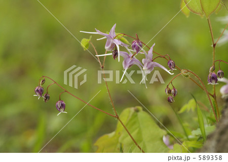 野の花（イカリソウ） 589358