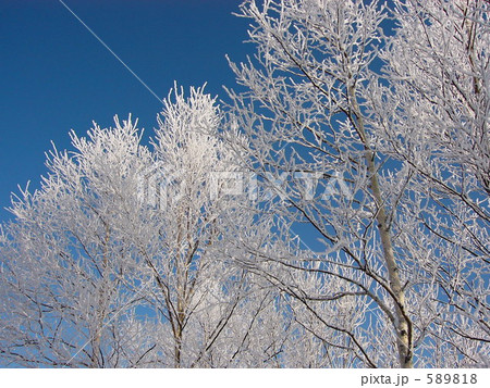 樹氷 樹氷 589818