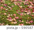 落ちた紅葉 590587