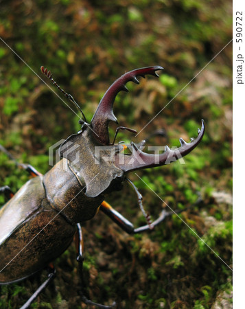 源流域での遭遇 590722